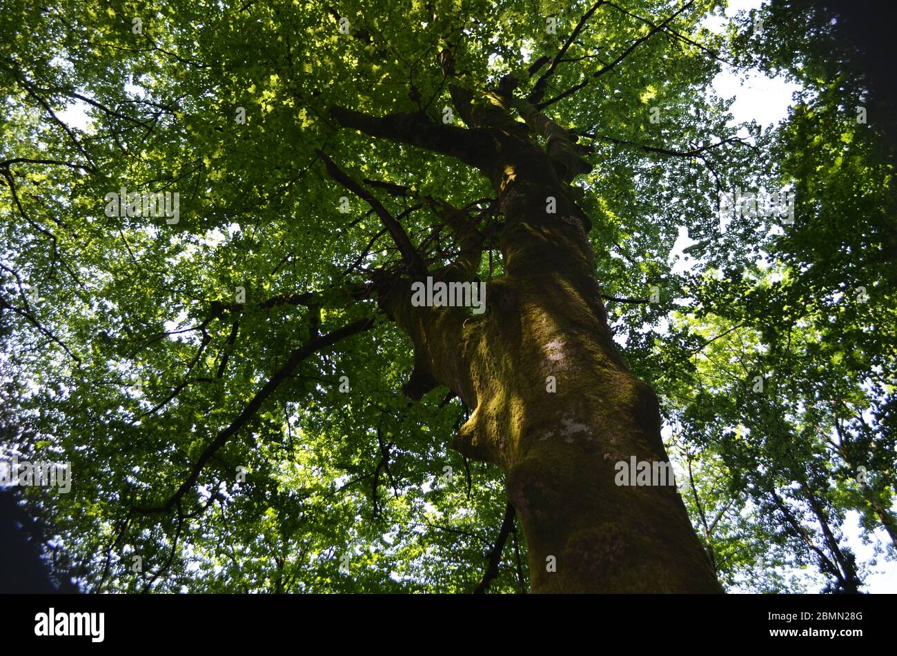 Europäischer Buchenwald (Fagus sylvatica) in Holtzarte Gorges, französische Pyrenäen Stockfoto