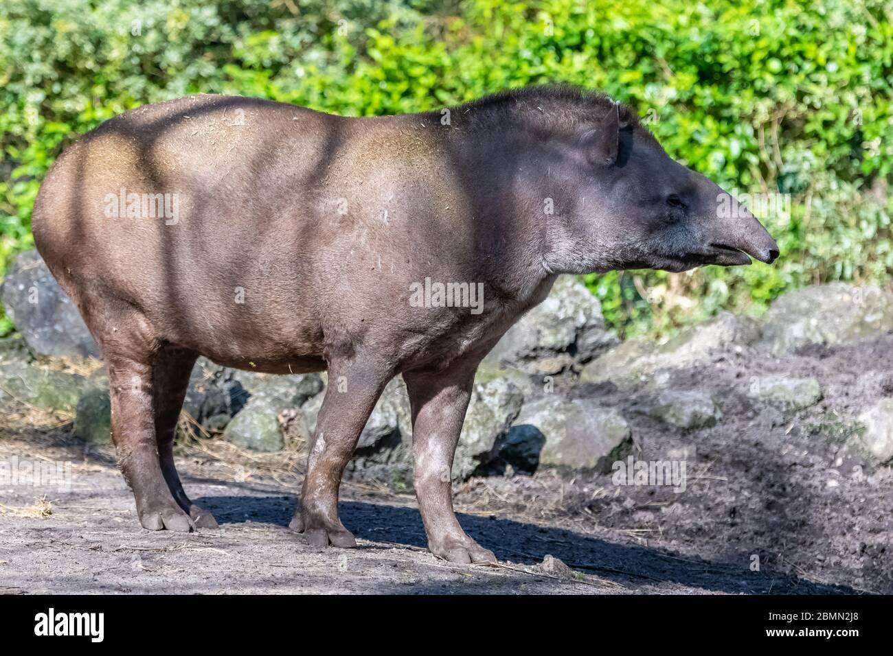 Tapir, junges Tier stehend, Profil Stockfoto