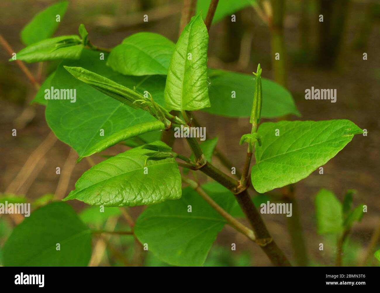 Die wachsende Spitze des japanischen Knoweses fallopia japonica. Stockfoto