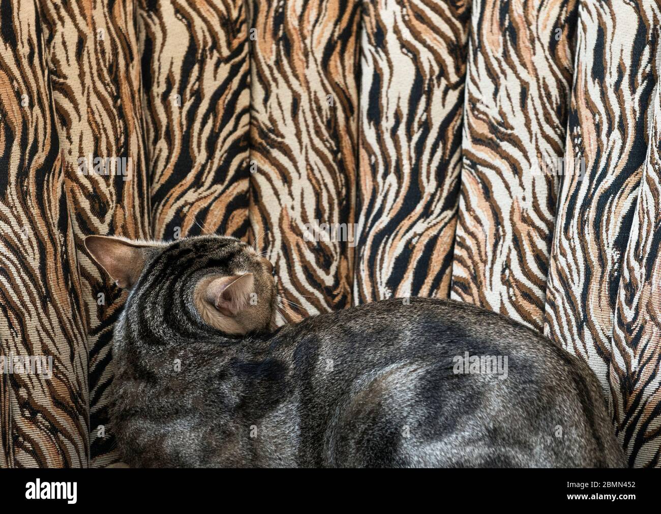 Seltene afrikanische Sokoke Katze auf einem Sessel mit Zebramuster Stockfoto