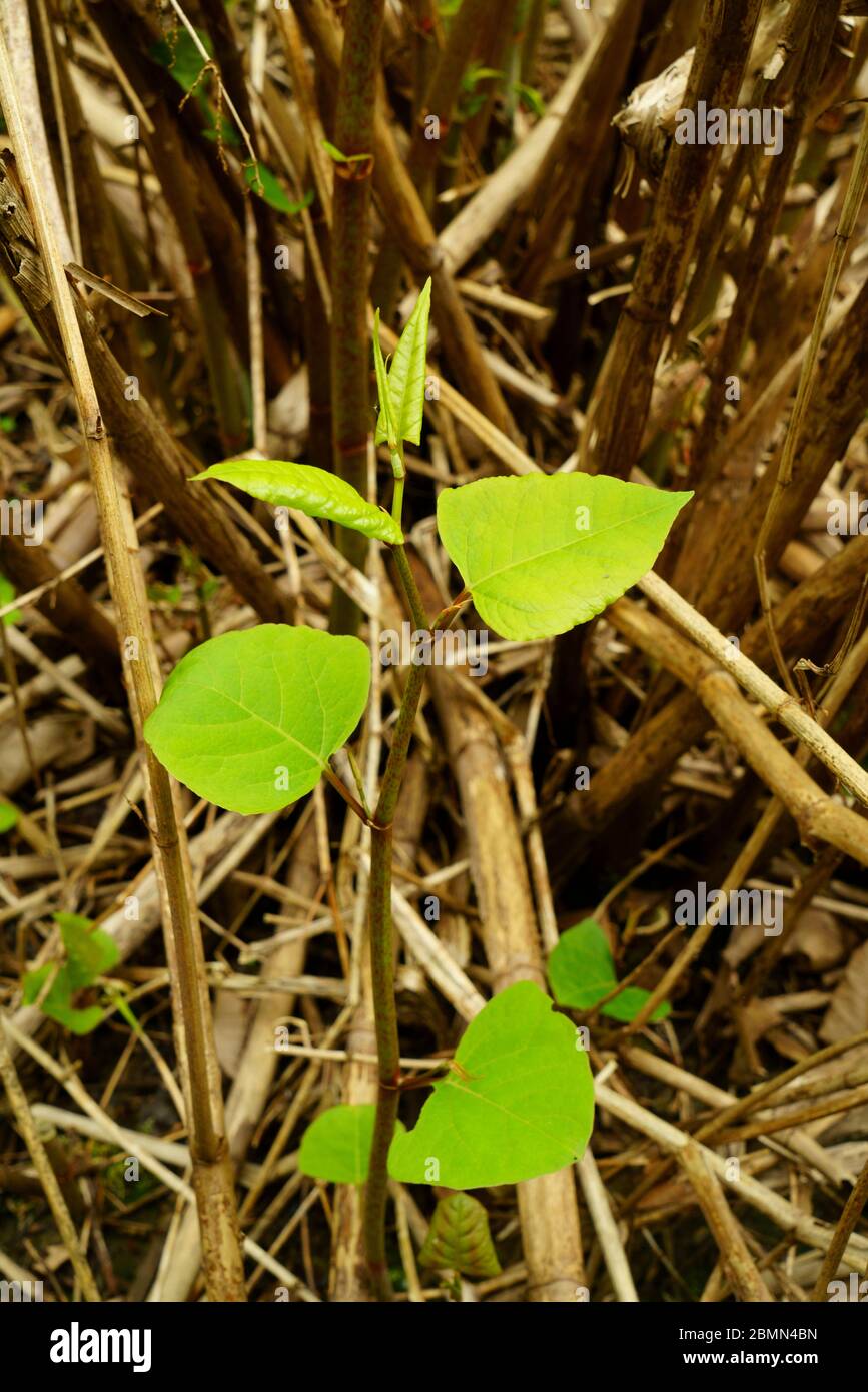 Frühes Frühjahrswachstum der japanischen Knowee fallopia japonica. Stockfoto