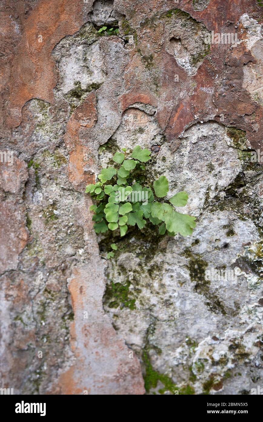 Adiantum capillus-veneris Pflanzen in Rom Stockfoto