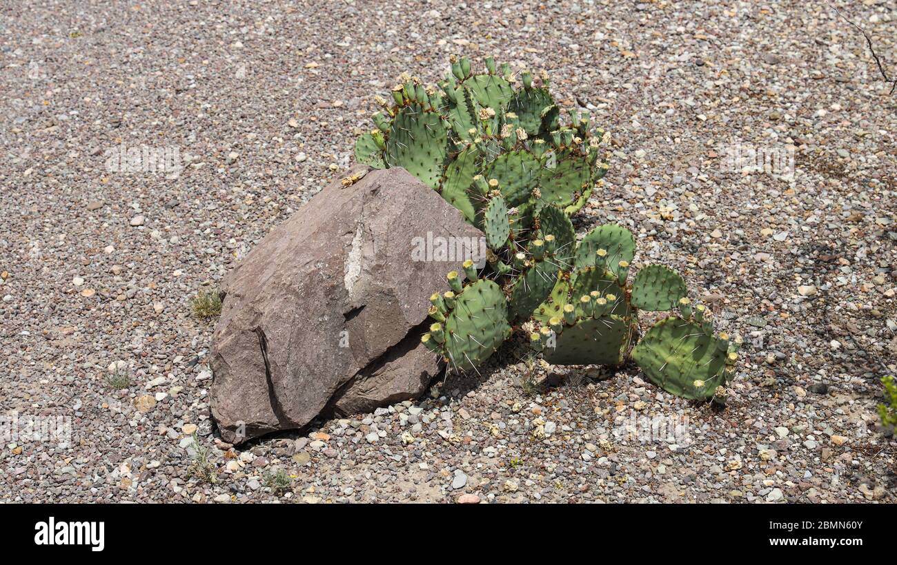 Prickly Pear Cactus Stockfoto