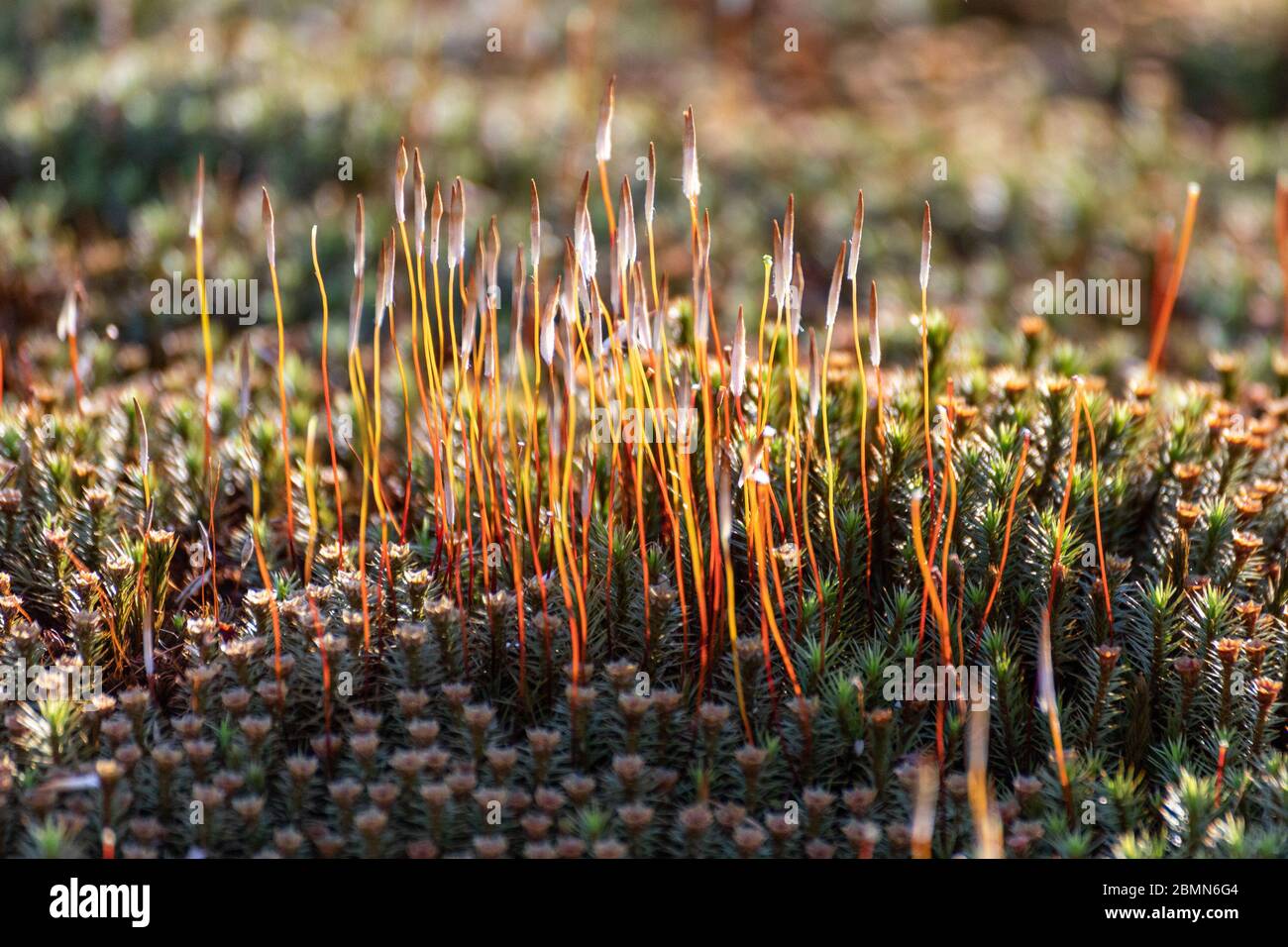 Moos sporophytes hinterleuchtet von der Abendsonne Stockfoto