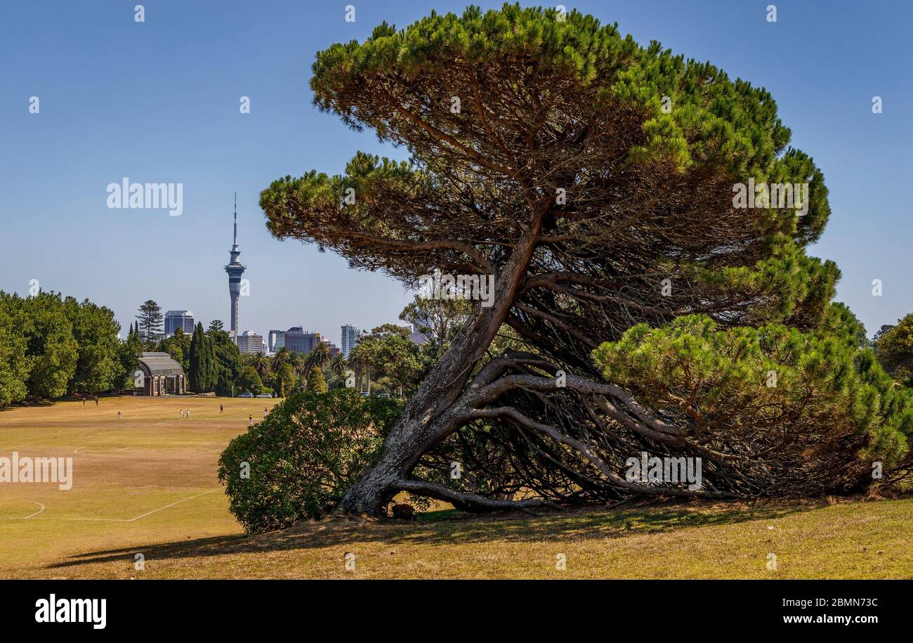 Wind beschädigt Tannenbaum mit der Stadt Sky Tower in der Ferne, von Auckland Domain Park, Grafton, Neuseeland. Stockfoto