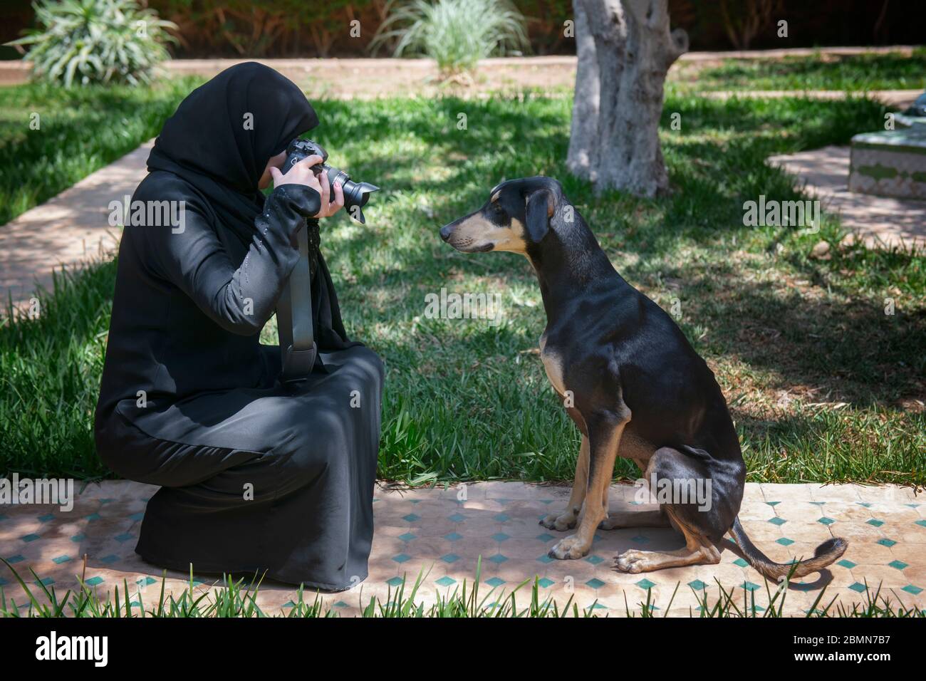 Schöne marokkanische arabische muslimische Frau mit dem traditionellen  schwarzen Niqab, fotografiert einen gehorsamen jungen Sloughi Hund ( arabischer Windhund Stockfotografie - Alamy