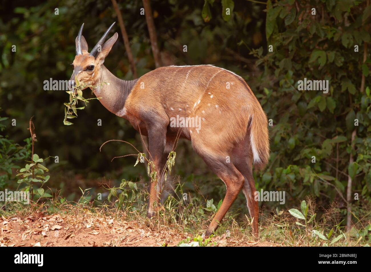 Östlicher Küstenbuschbuschbuschbuschbusch Stockfoto