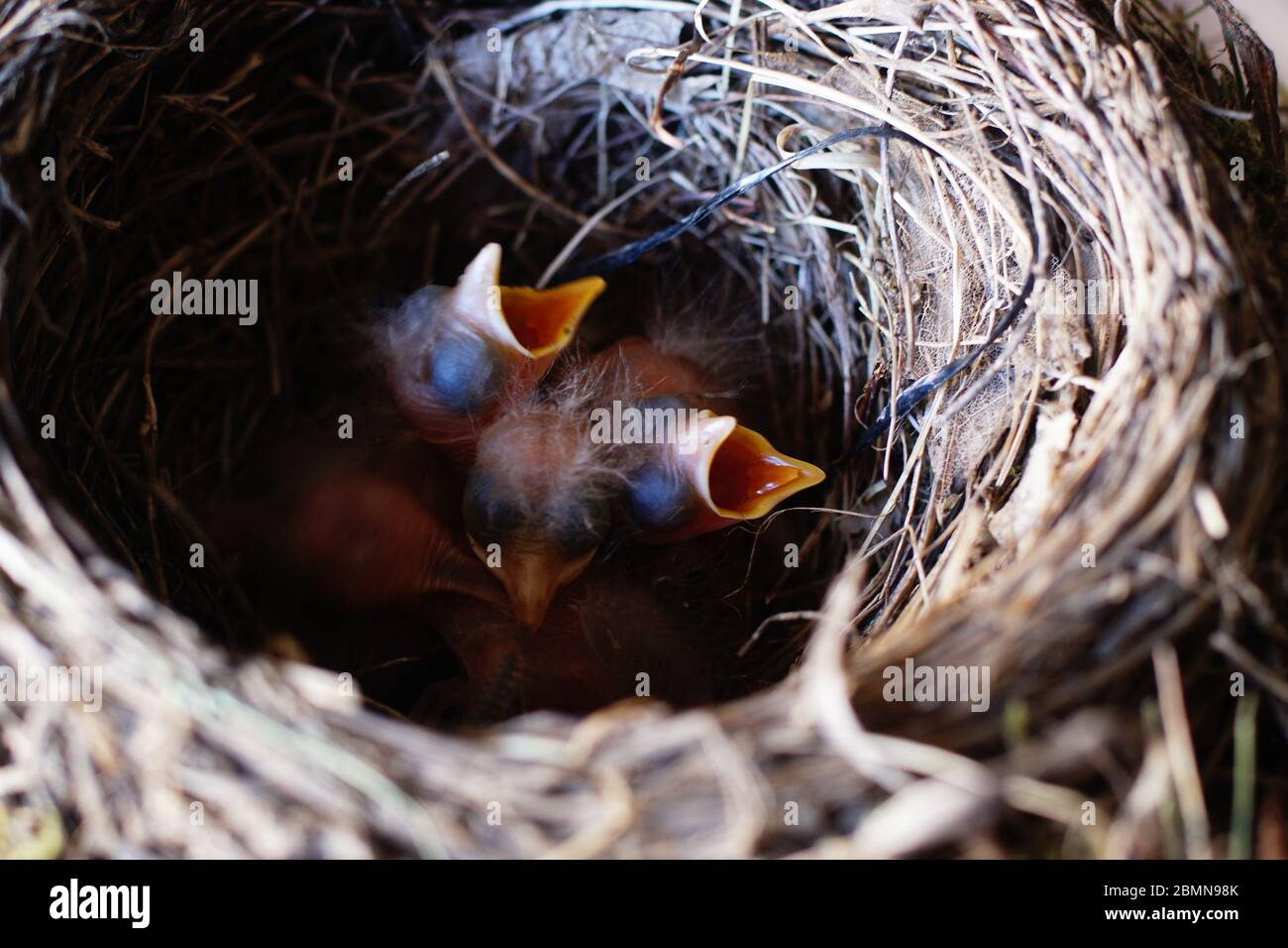 Amseln im Nest Stockfoto