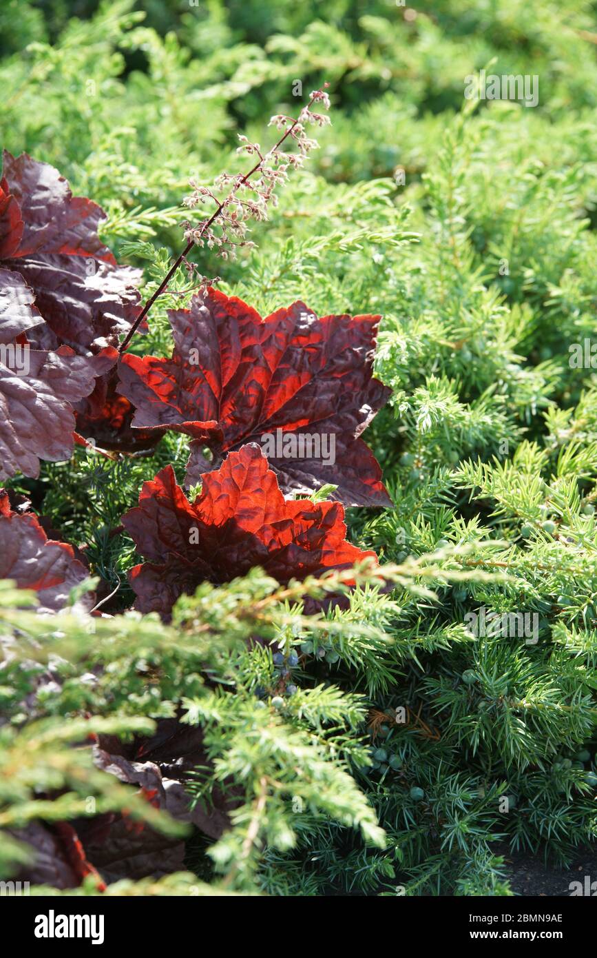 Hibiscus als Teil einer Hecke Stockfoto