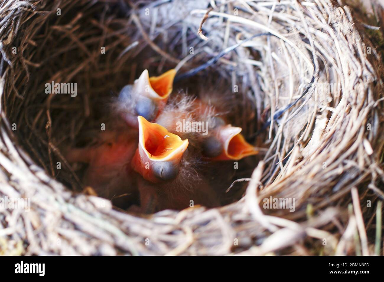 Drei gefräßige Amseljunge Stockfoto