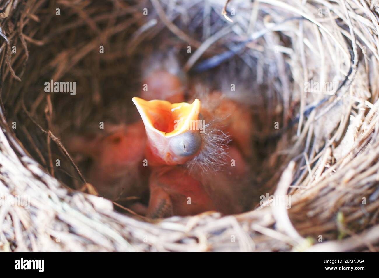 Juni Amsel - hungrig im Nest Stockfoto