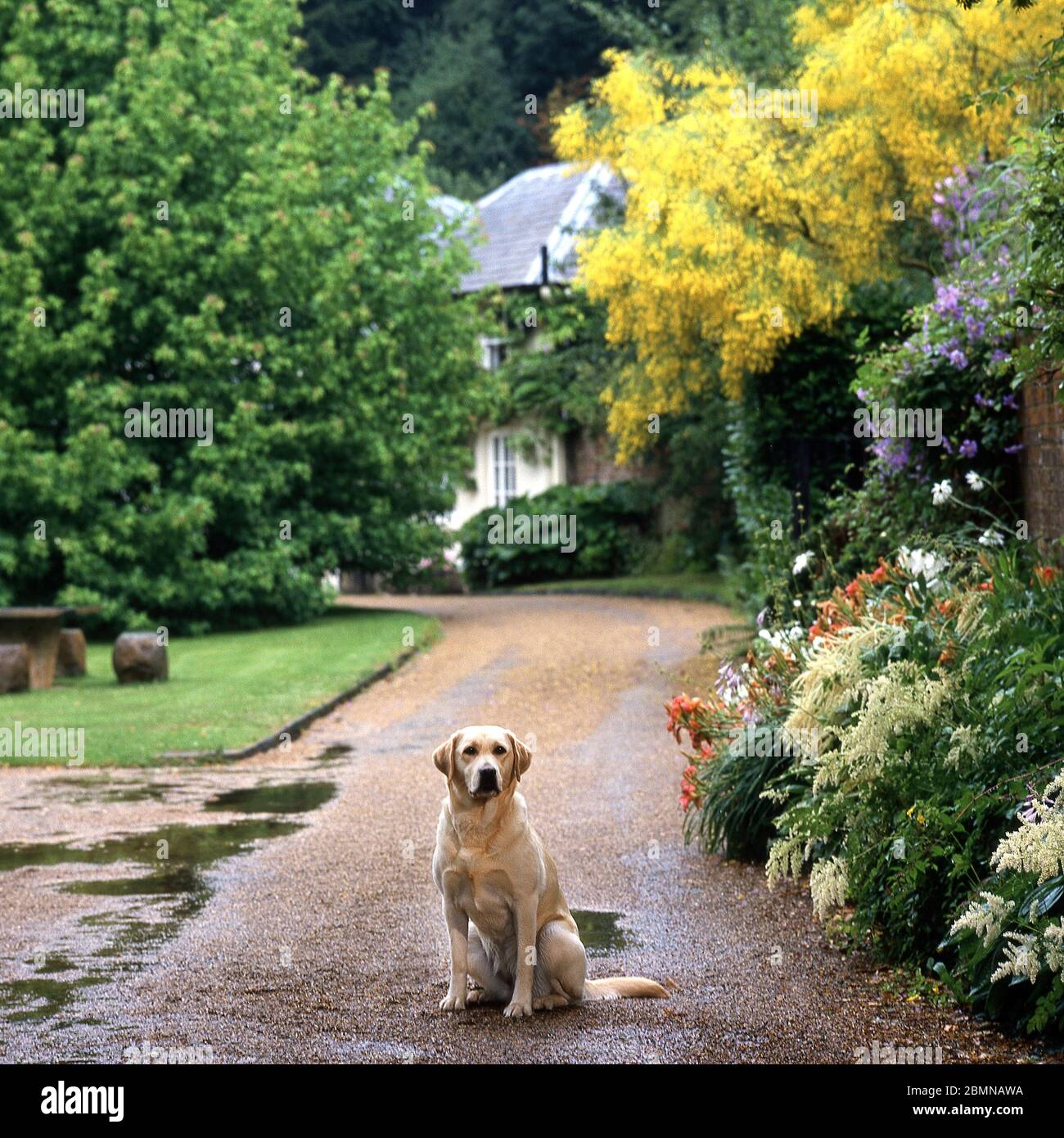 Golden Labrador Hund sitzt auf einer Auffahrt des Landhauses in Surrey UK Stockfoto