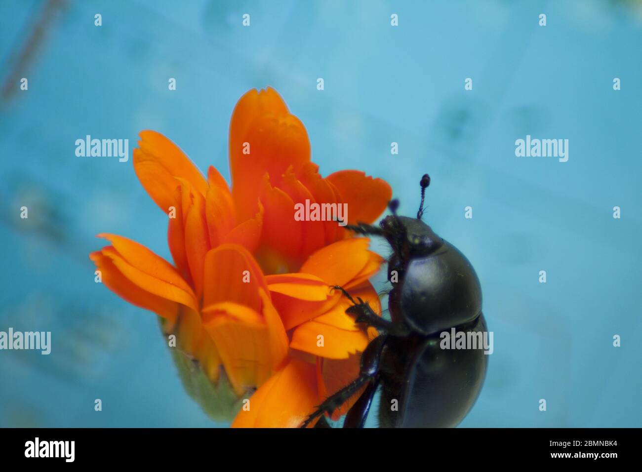 Mistkäfer auf einer orangefarbenen Blume in Nahaufnahme auf blauem Hintergrund. Stockfoto
