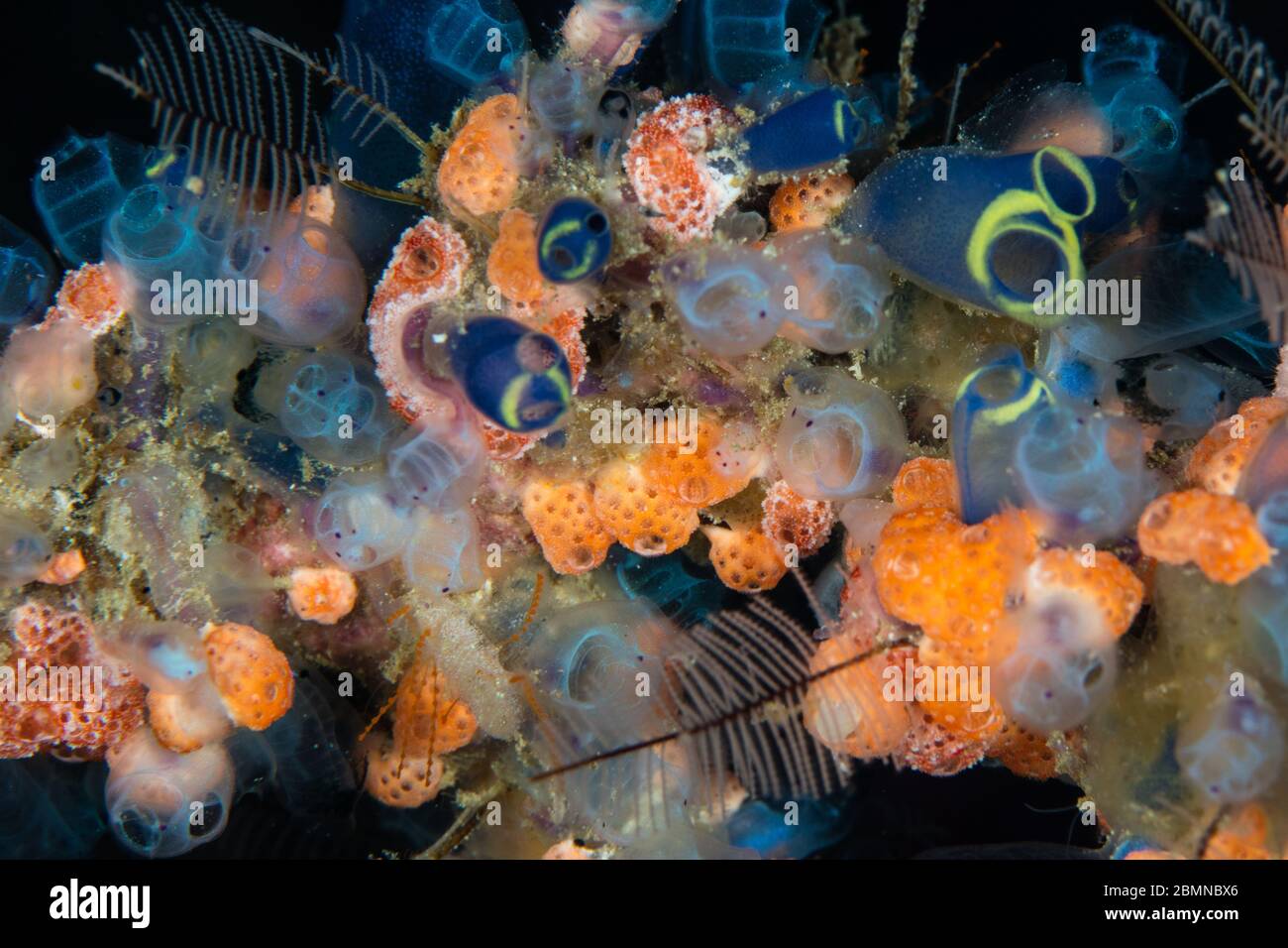 Eine Vielzahl von bunten Tunikaten, Hydroiden, Schwämmen und anderen wirbellosen Meerestieren konkurrieren um Platz auf einem Korallenriff in Raja Ampat, Indonesien zu wachsen. Stockfoto