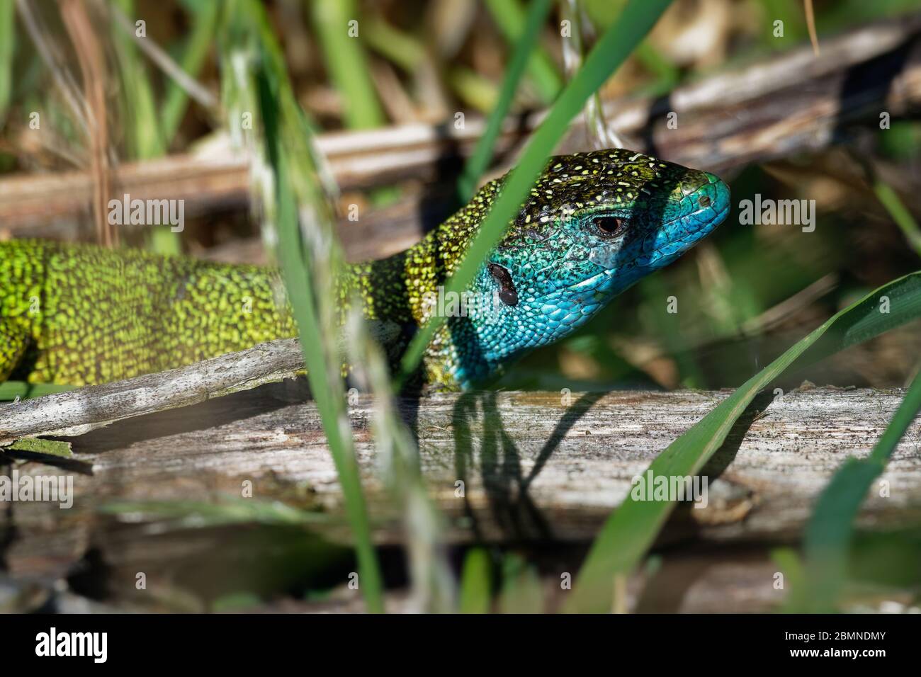 Europäische Grüne Eidechse - Lacerta viridis - große grüne und blaue Eidechse in den europäischen Mittelbreiten verteilt, Männchen mit der Zecke (Ernte-Milbe) auf t Stockfoto