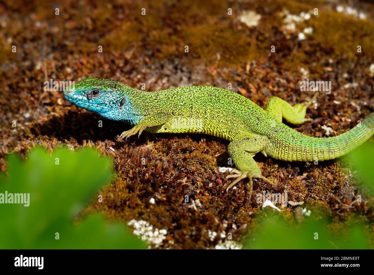 Europäische Grüne Eidechse - Lacerta viridis - große grüne und blaue Eidechse in den europäischen Mittelbreiten verteilt, Männchen mit der Zecke (Ernte-Milbe) auf t Stockfoto