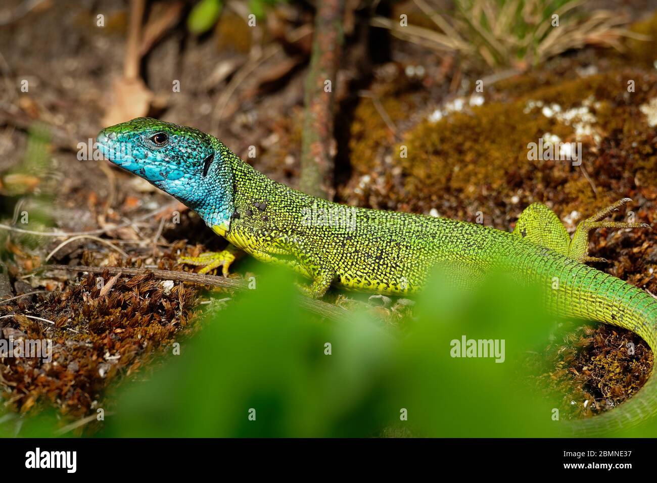 Europäische Grüne Eidechse - Lacerta viridis - große grüne und blaue Eidechse in den europäischen Mittelbreiten verteilt, Männchen mit der Zecke (Ernte-Milbe) auf t Stockfoto