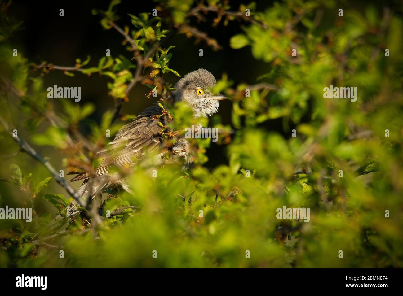 Barred Warbler - Sylvia nisoria singende birnen, typische Warbler, Rassen in Mittel- und Osteuropa und West-und Zentralasien, Singvögel Stron Stockfoto