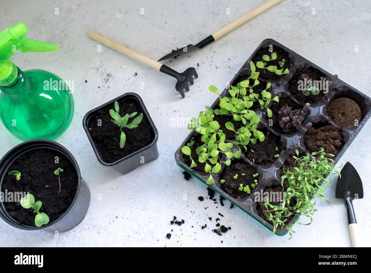 Sämlinge mit frischen grünen Blättern. Wachsende Gartenarbeit Hobby. Spezielle Kunststofftöpfe für den Anbau von Kräutern, Sprühflasche und Gartengeräten Stockfoto