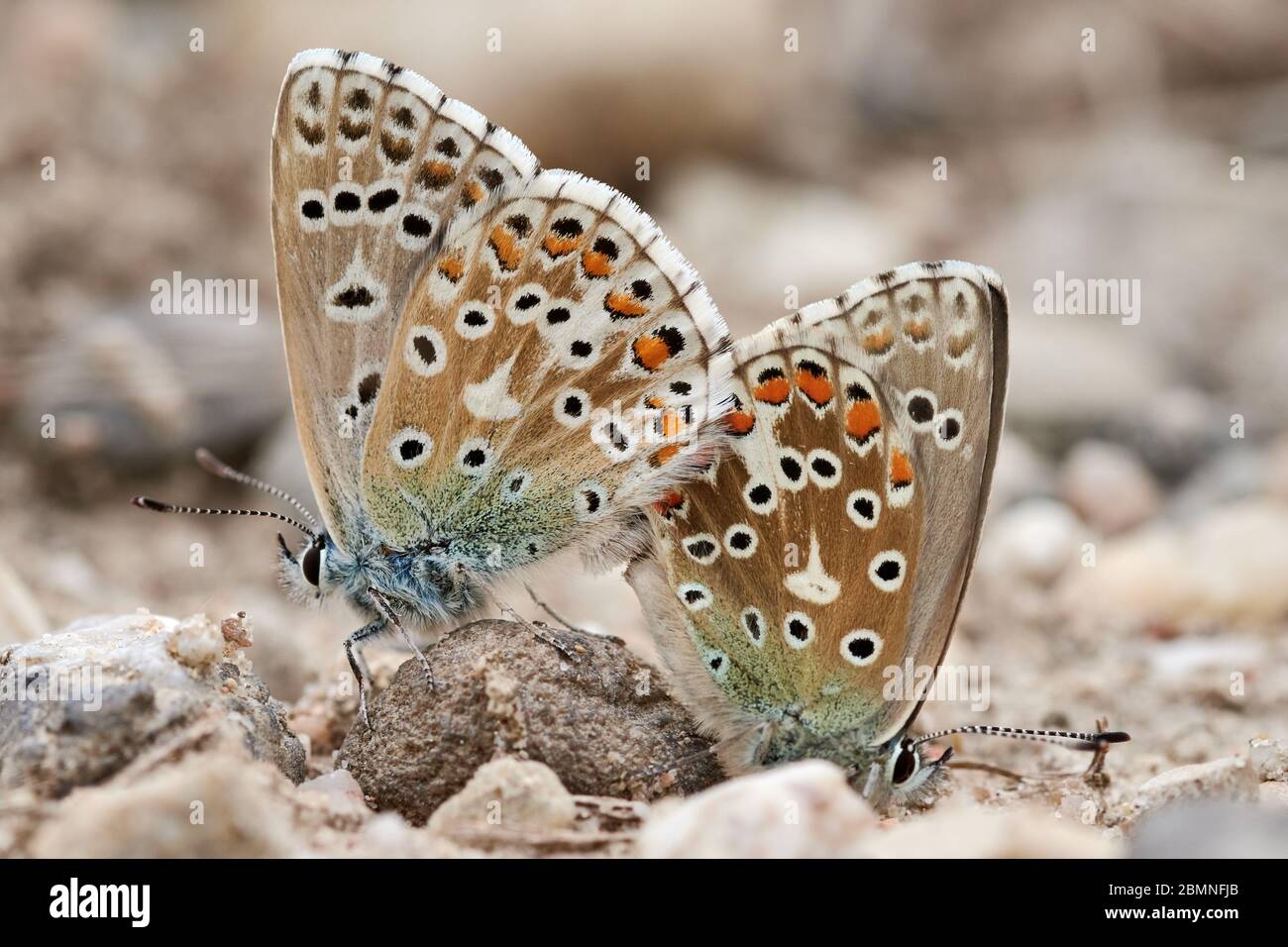 Nahaufnahme von zwei Adonis-Blauen Schmetterlingen (Polyommatus Lysandra bellargus), die sich auf einem Stein in der Natur vereinigen Stockfoto