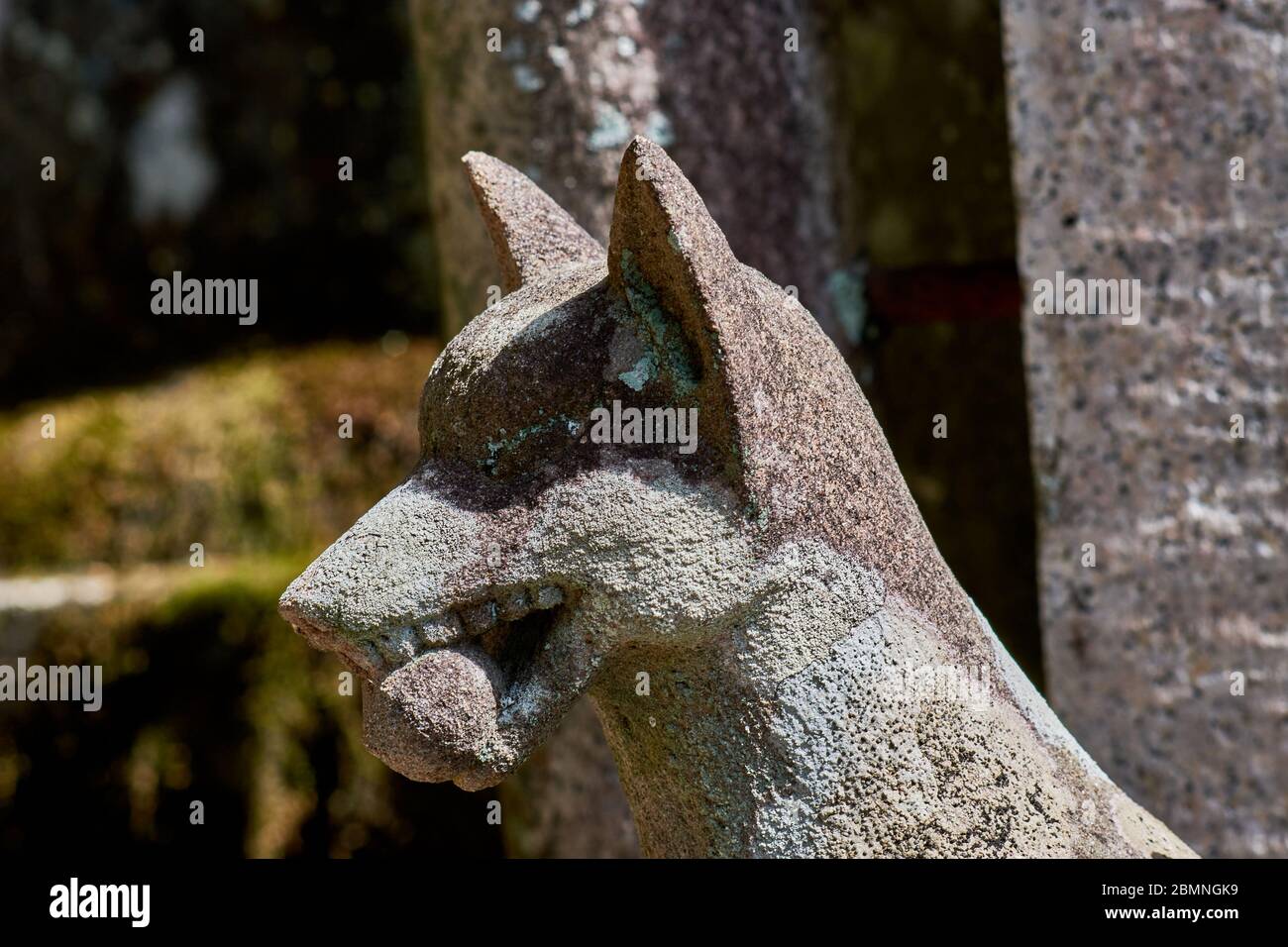 Statue eines Kitsune, japanischer Shinto-rotfuchsgott, im Fushimi Inari Shinto-Schrein in Kyoto, Japan Stockfoto