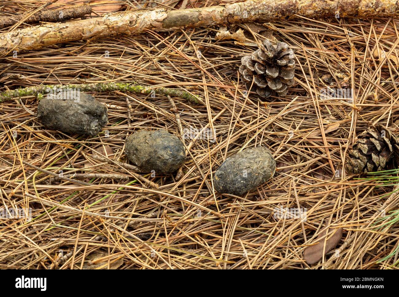 Eulenpellets auf Waldboden, von James D Coppinger/Dembinsky Photo Assoc Stockfoto