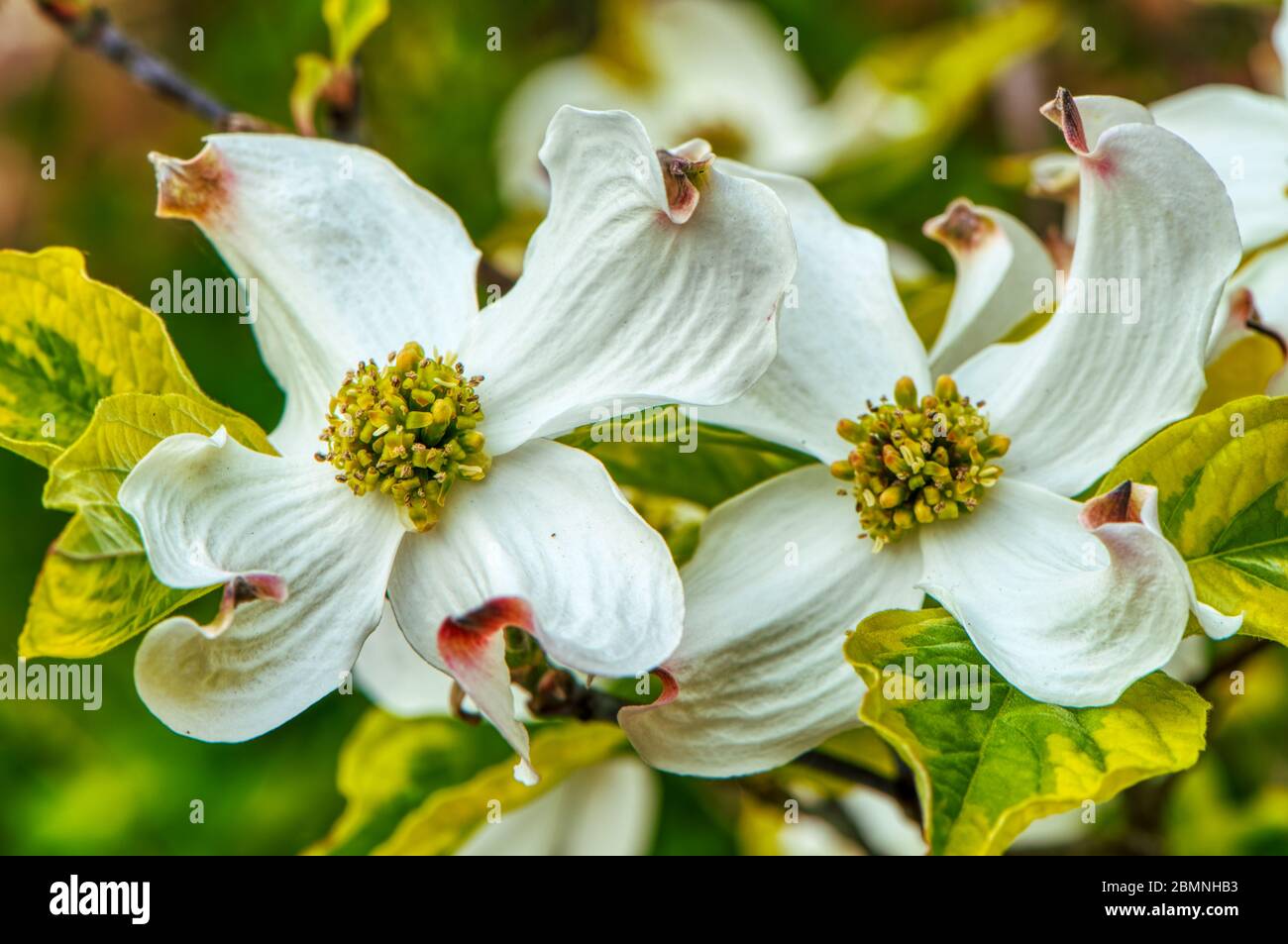 Dogwood, Cornus Florida Rainbow, Upper Weld, Hampshire, Großbritannien Stockfoto