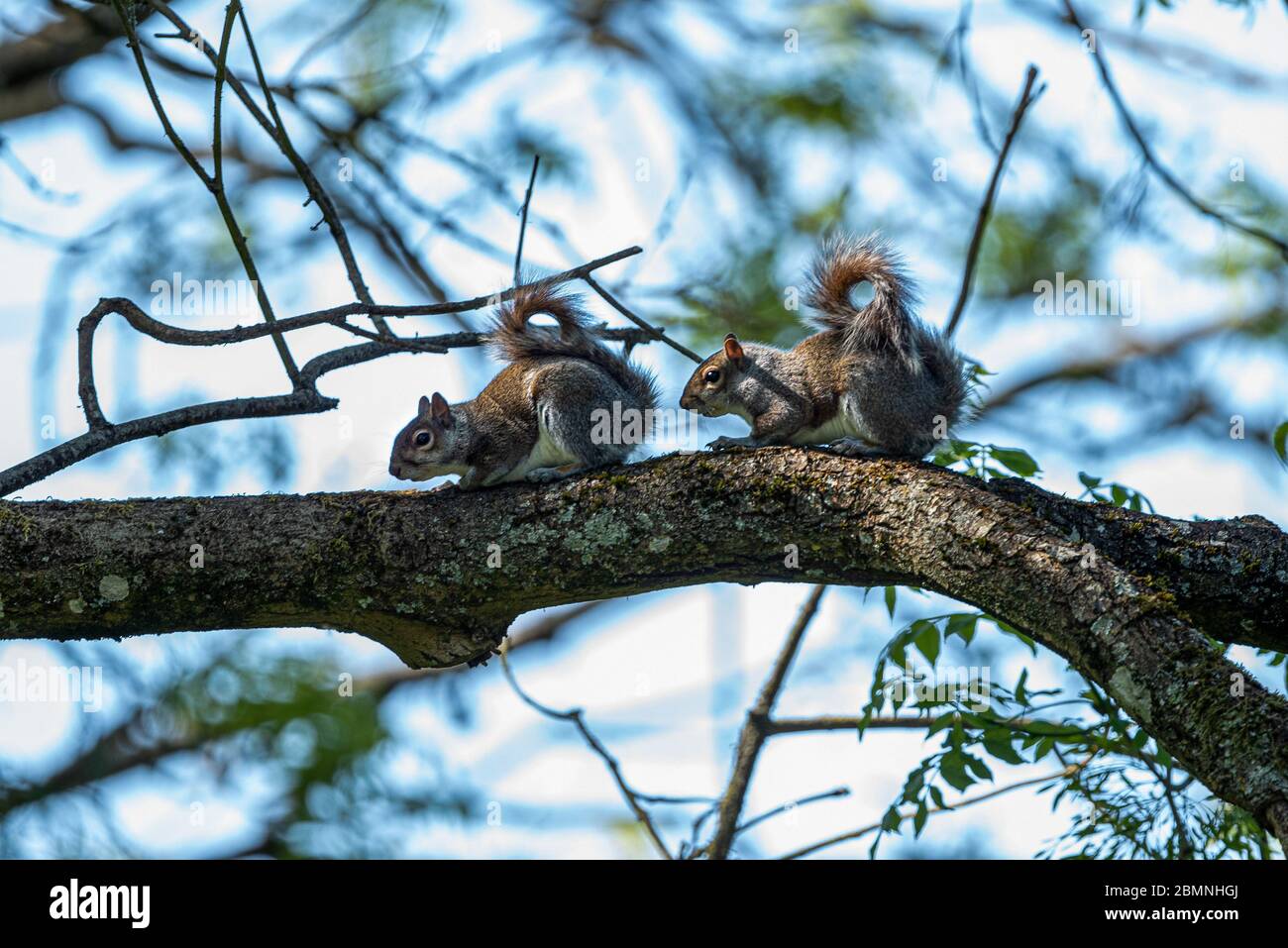 Ein Paar graue Eichhörnchen eines Baumzweiges, Upper Wield, Hamp[hire, UK Stockfoto