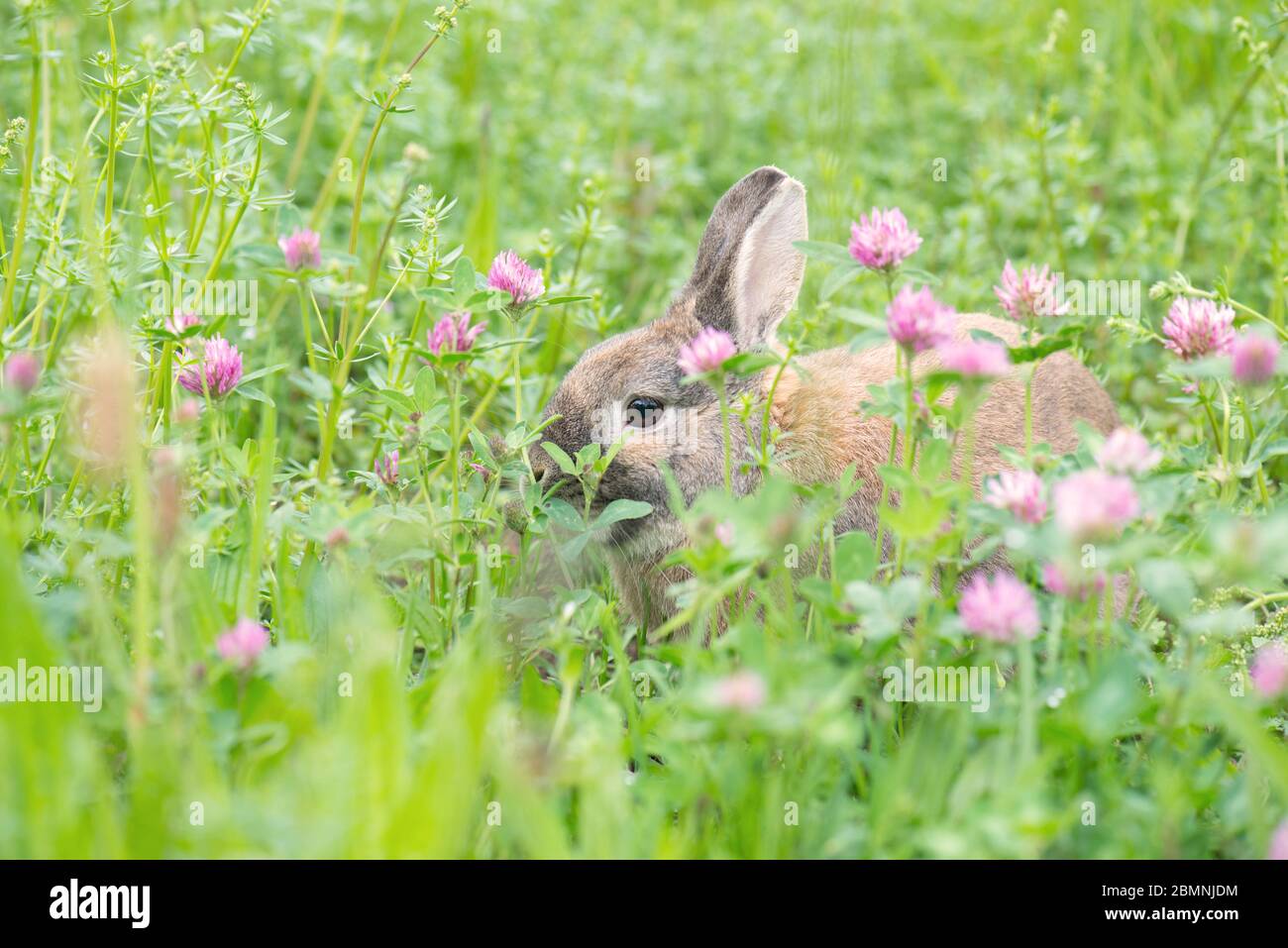 Junge kaninchen auf einer wiese -Fotos und -Bildmaterial in hoher ...
