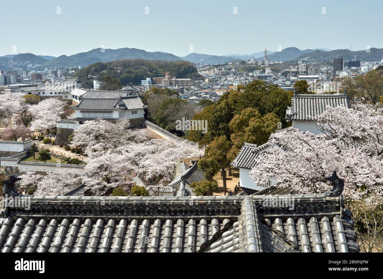 Himeji-Burg während der Kirschblüten-Sakura-Saison in Himeji, Präfektur Hyogo, Japan Stockfoto