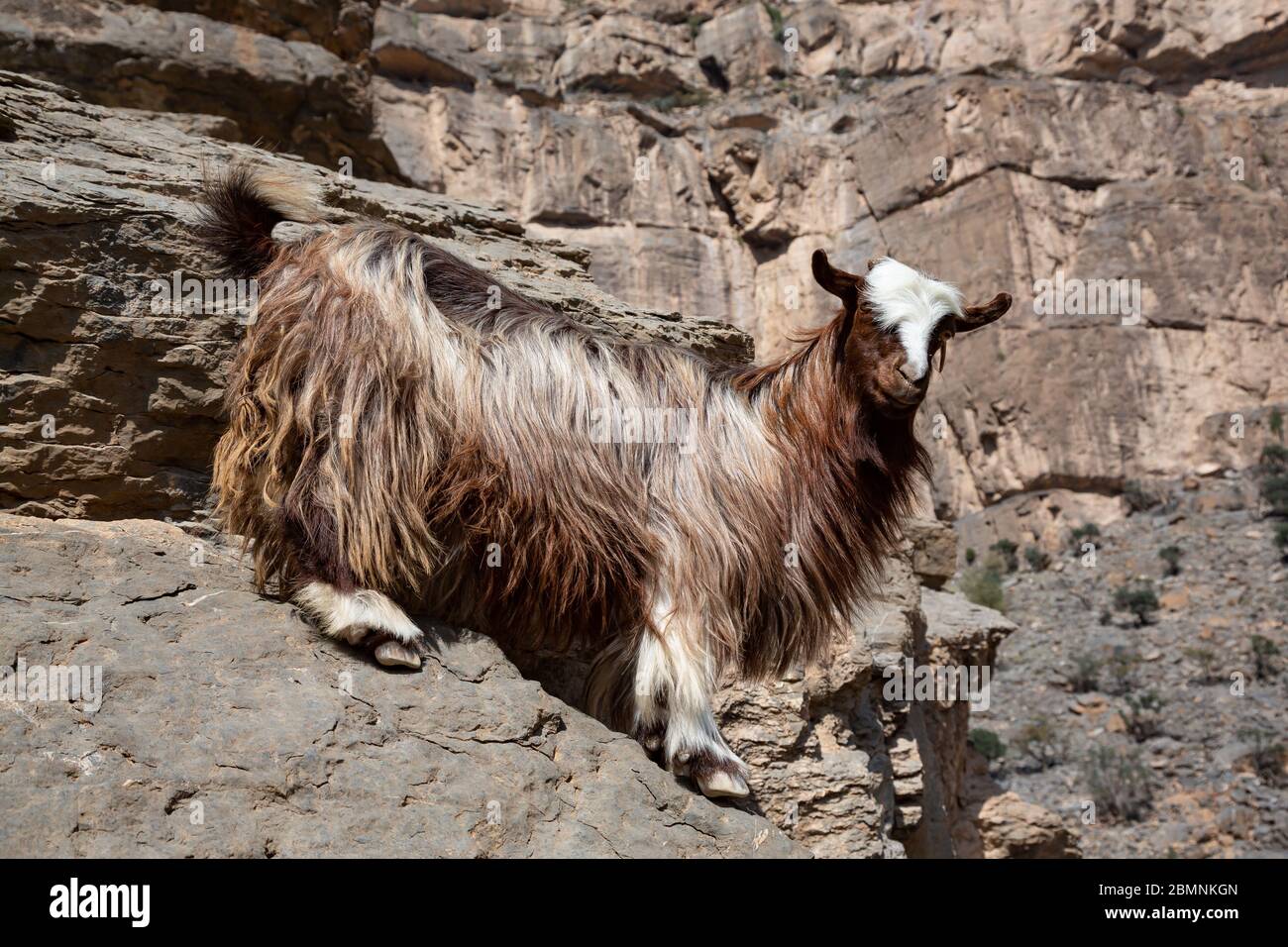 Arabian Tahr Wildbergziege am Balcony Walk W6, Jebel Shams in Oman Stockfoto