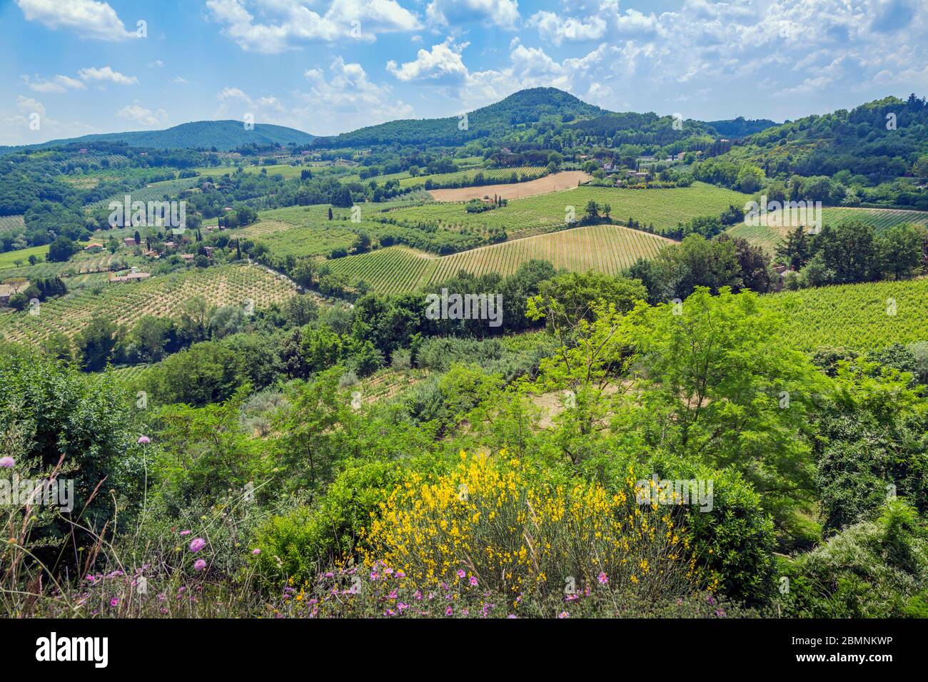 Weinberge in der Nähe von Montepulciano, Provinz Siena, Toskana, Italien. Die Gegend ist berühmt für ihre Weinherstellung, darunter der Vino Nobile di Montepulciano. Stockfoto