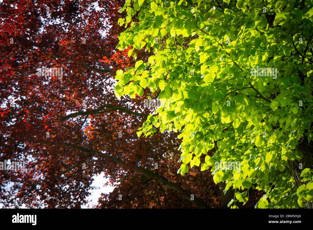 Sonne scheint auf leuchtend roten und grünen Blättern an Bäumen Stockfoto