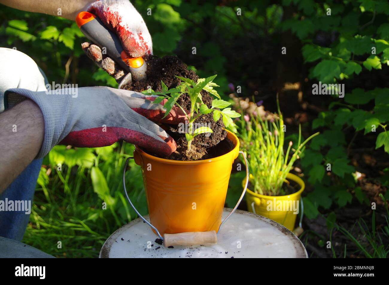 Pflanzen von Hand im Garten. Bio-Gartenarbeit und ein gesunder Lebensstil. Der Mann kümmert sich um einen kleinen Sämling. Stockfoto