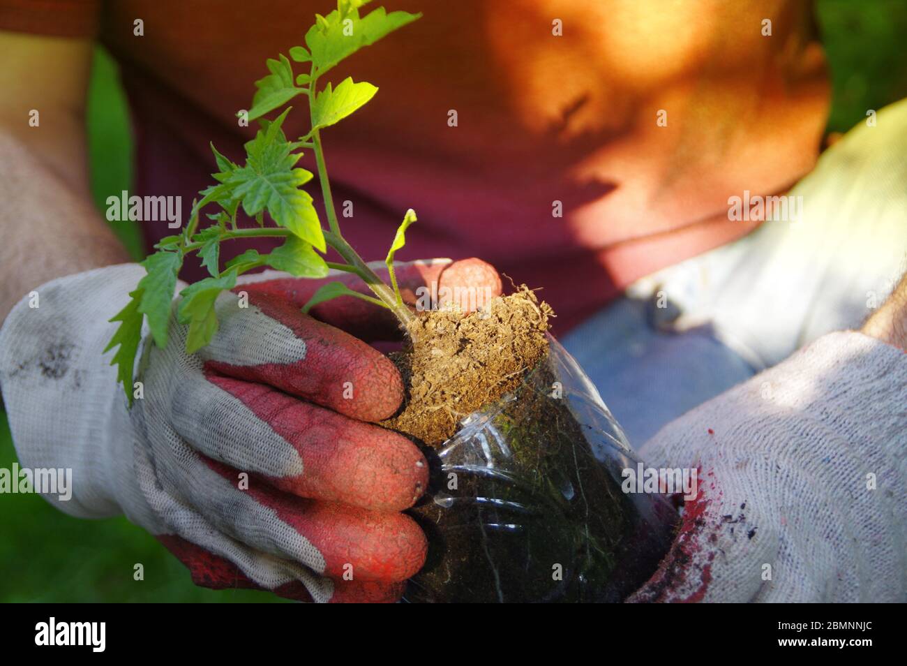 Pflanzen von Hand im Garten. Bio-Gartenarbeit und ein gesunder Lebensstil. Der Mann kümmert sich um einen kleinen Sämling. Stockfoto