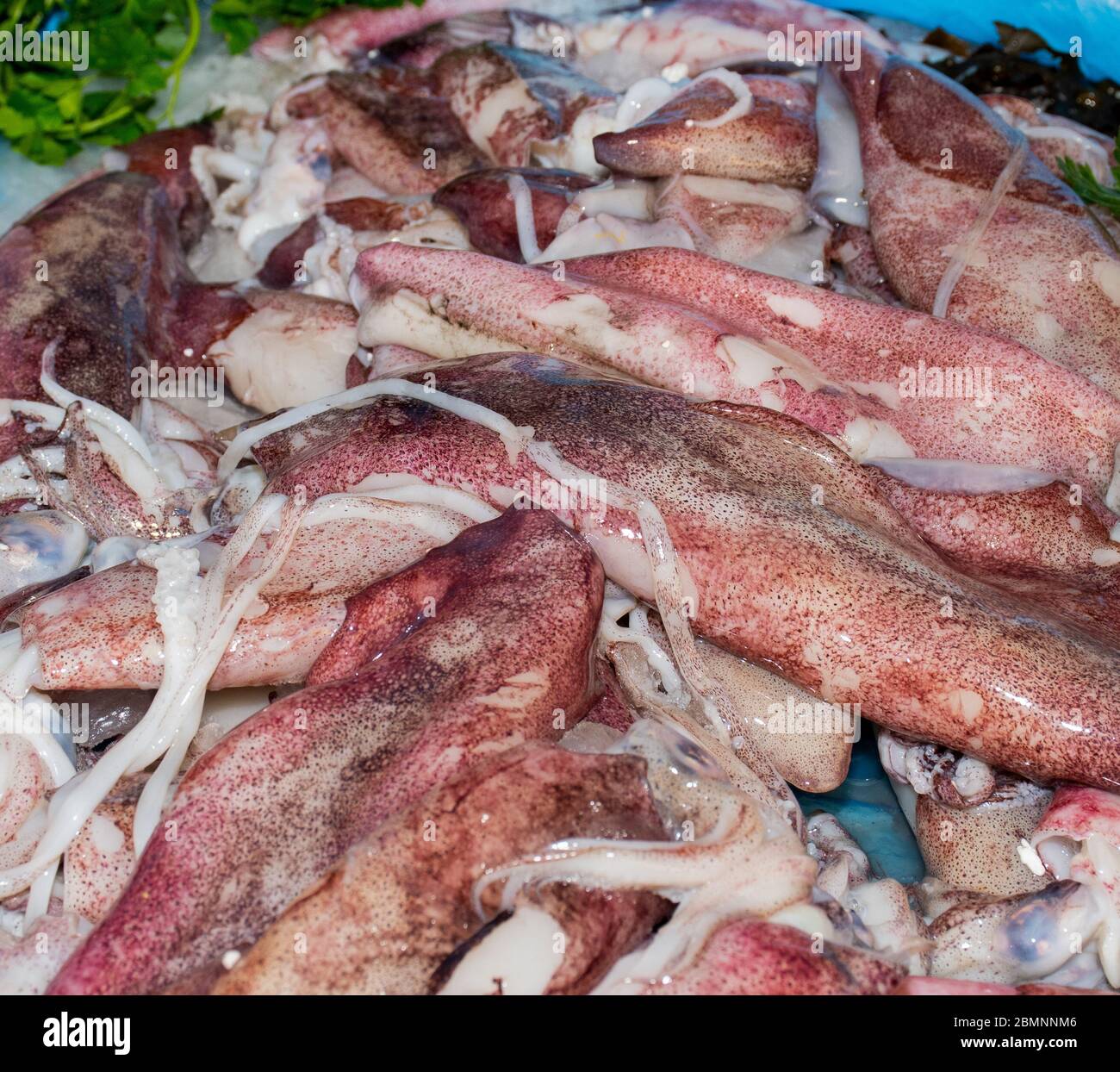 Meeresfrüchte auf Eis auf dem Fischmarkt: Calamari Stockfoto