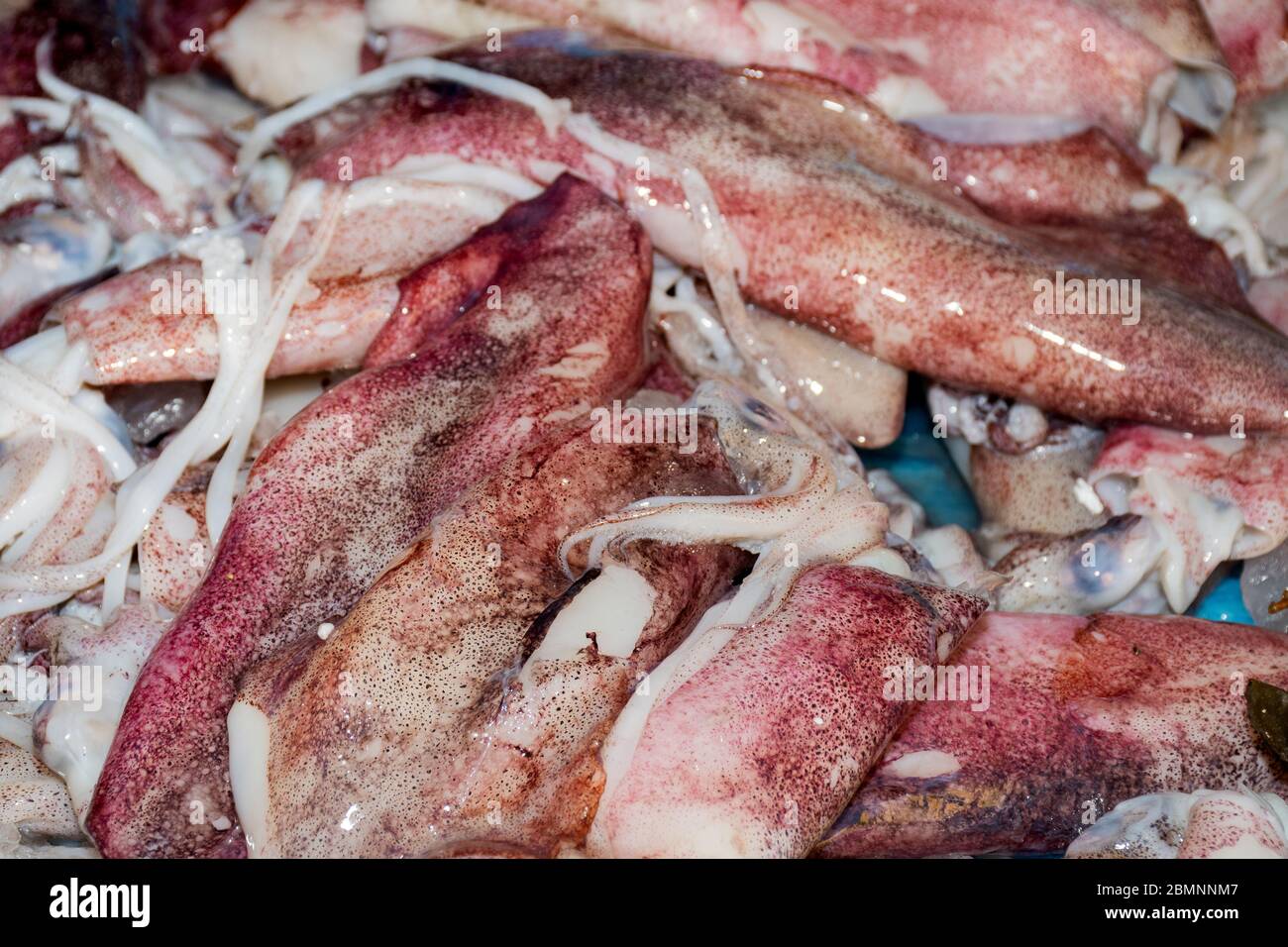 Meeresfrüchte auf Eis auf dem Fischmarkt: Calamari Stockfoto