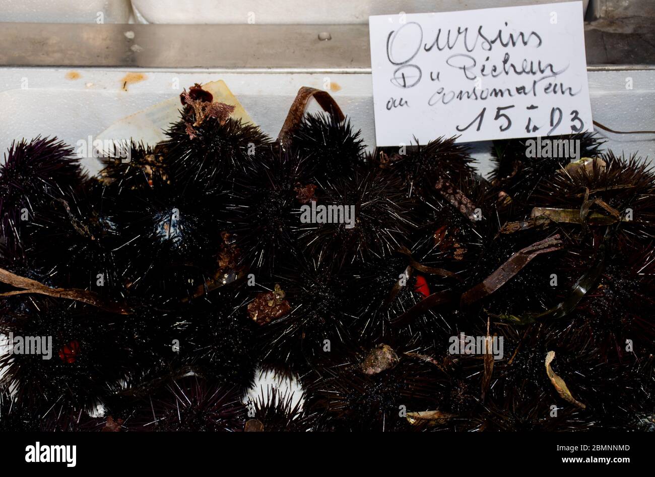 Seeigel, sind typischerweise stachelige, kugelförmige Tiere, Stachelhäuter in der Klasse Echinoidea. Zum Verkauf auf dem Fischmarkt Stockfoto