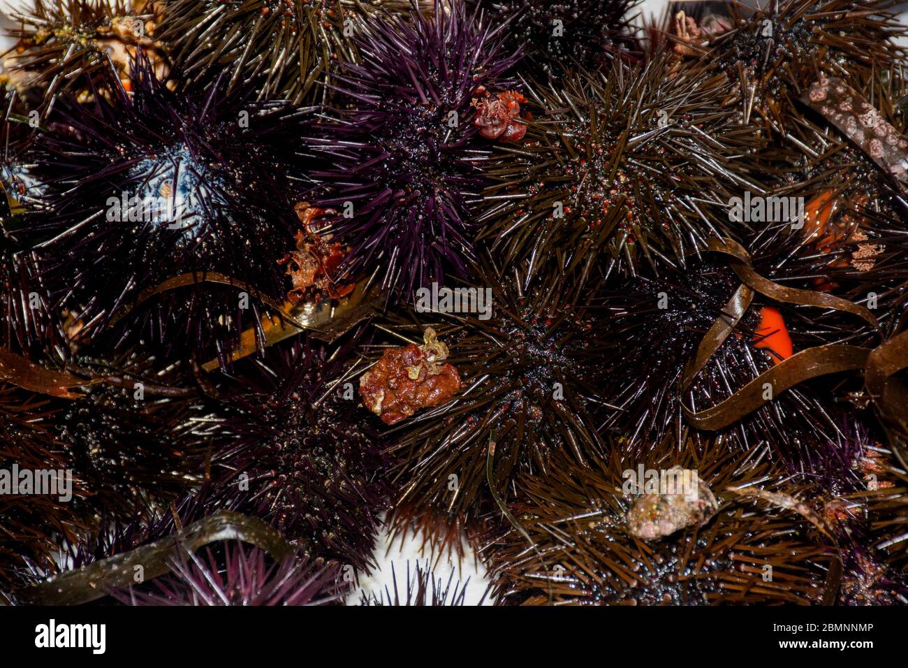 Seeigel, sind typischerweise stachelige, kugelförmige Tiere, Stachelhäuter in der Klasse Echinoidea. Zum Verkauf auf dem Fischmarkt Stockfoto