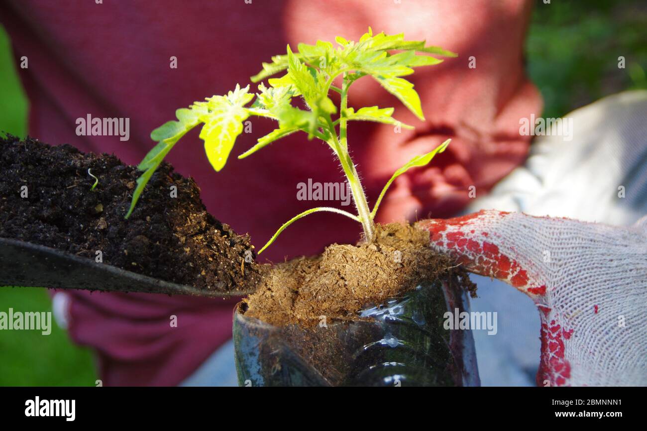 Pflanzen von Hand im Garten. Bio-Gartenarbeit und ein gesunder Lebensstil. Der Mann kümmert sich um einen kleinen Sämling. Stockfoto