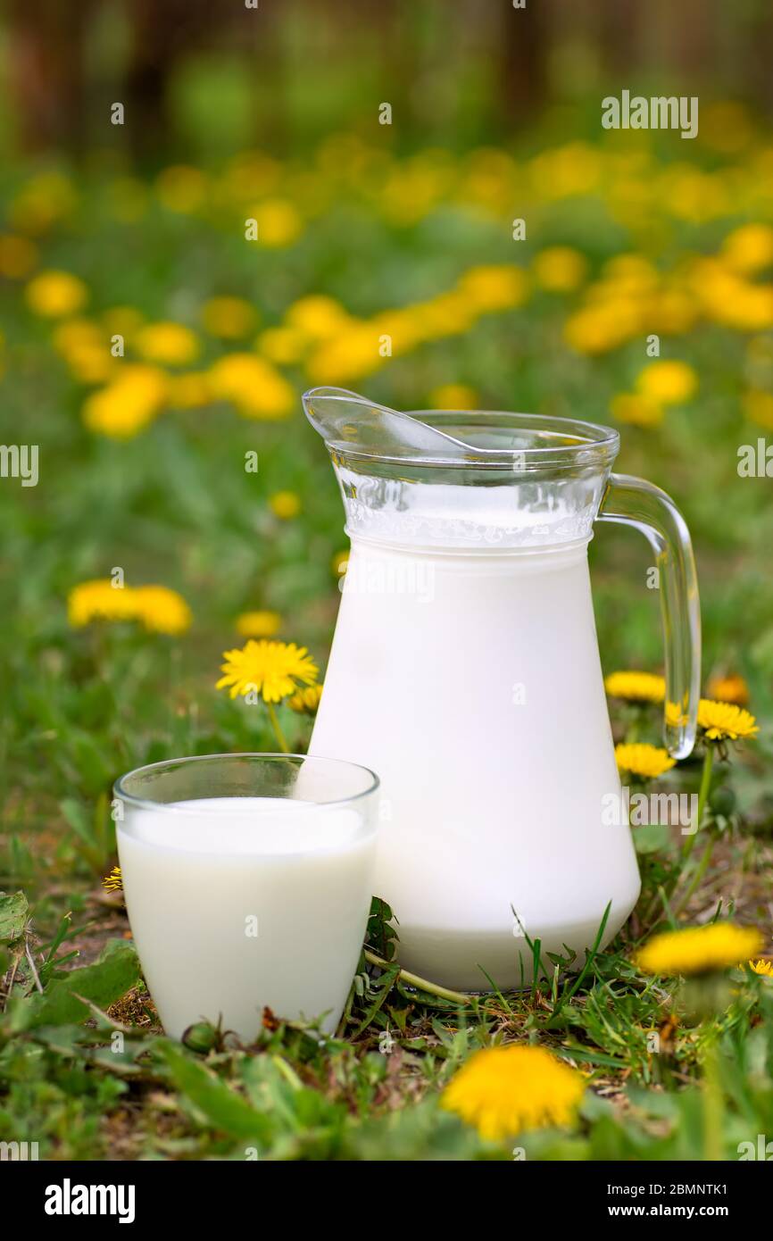 Milch im Glas mit Löwenzahn auf dem Hintergrund Stockfoto