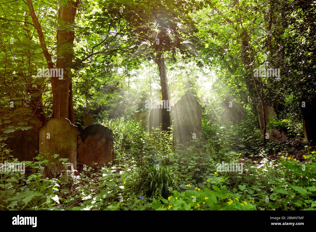 Grabsteine und Sonnenstrahlen im alten, überwachsenen victorian Tower Hamlets Cemetery Park, London, Großbritannien Stockfoto
