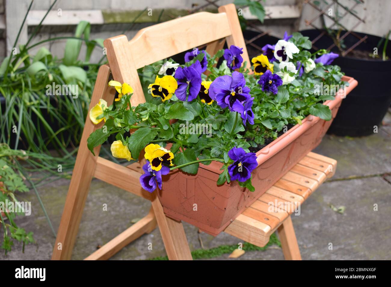 Zweifarbige Gartenpanzer. Gemeinsame Kulturpflanzen für die Blüten mit fünf herzförmigen überlappenden Blütenblättern und Vielfalt der möglichen Farben angehoben Stockfoto