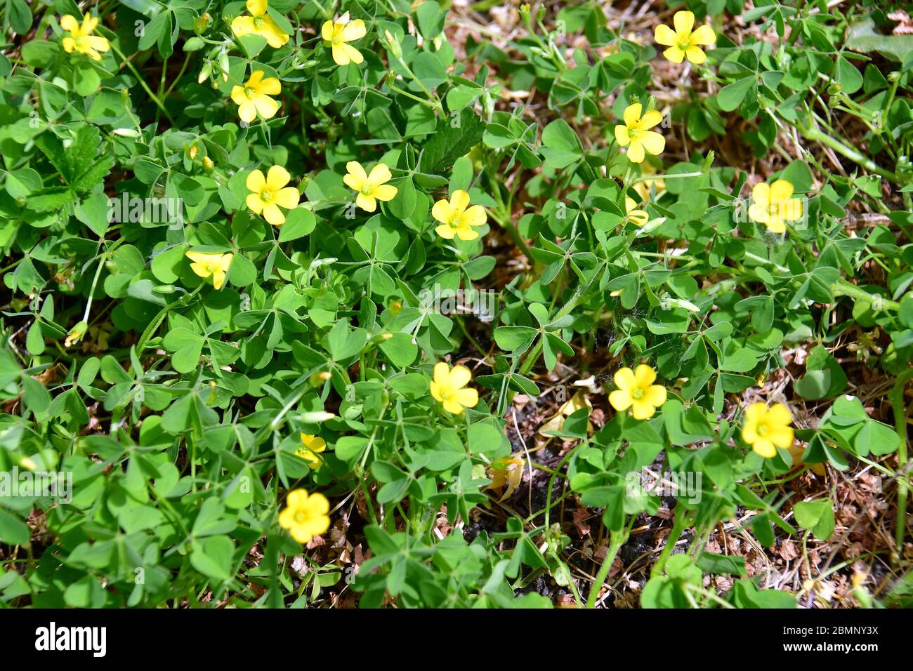 Kriechende Waldsorrel, Liegergelber Sauerampfer, Horn-Sauerklee, Gehrnter  Sauerklee, Hornfruchtiger Sauerklee, Oxalis corniculata, szrke madrsska  Stockfotografie - Alamy