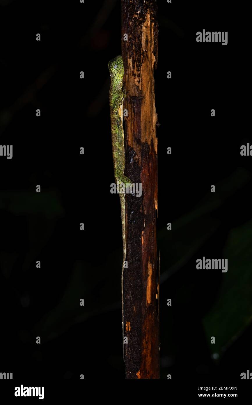 Five-Banded Gliding Lizard - Draco quinquefasciatus, schöne grüne Eidechse aus Südostasien Wälder und Wälder, Mutiara Taman Negara, Malaysia Stockfoto