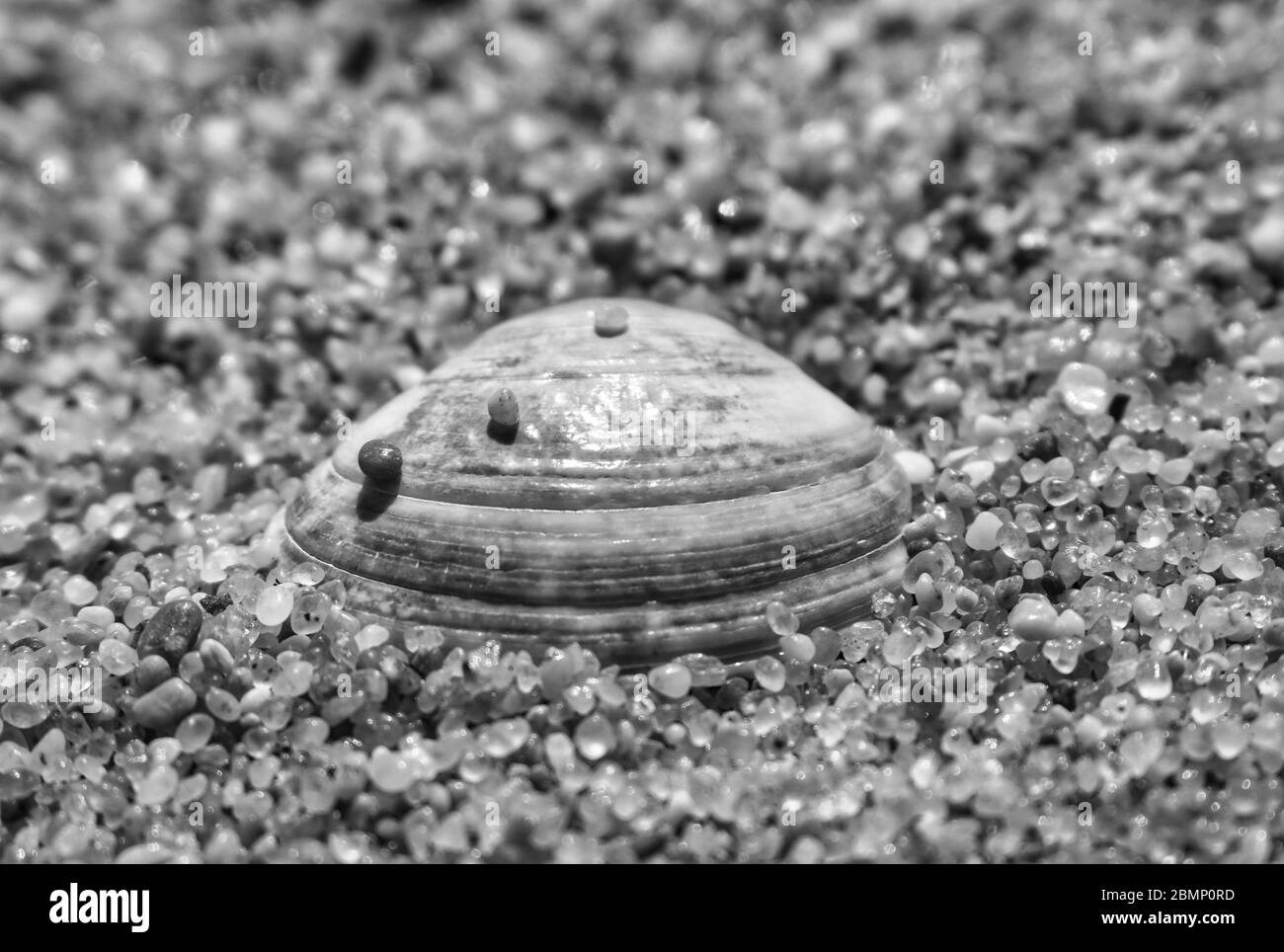 Eine Muschel auf dem Sand Stockfoto