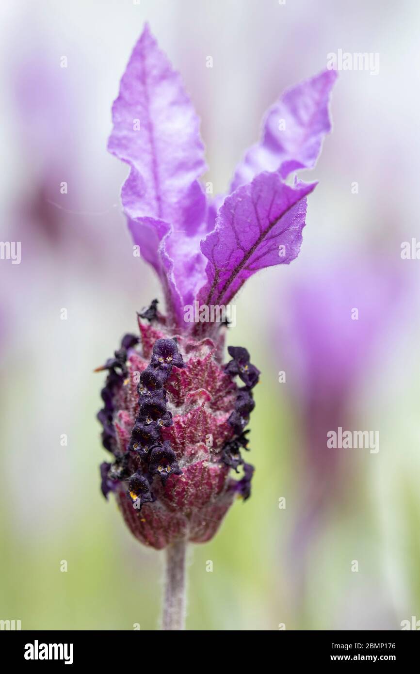 Nahaufnahme der Lavandula (Lavendel) stoechas 'Papillon' Stockfoto