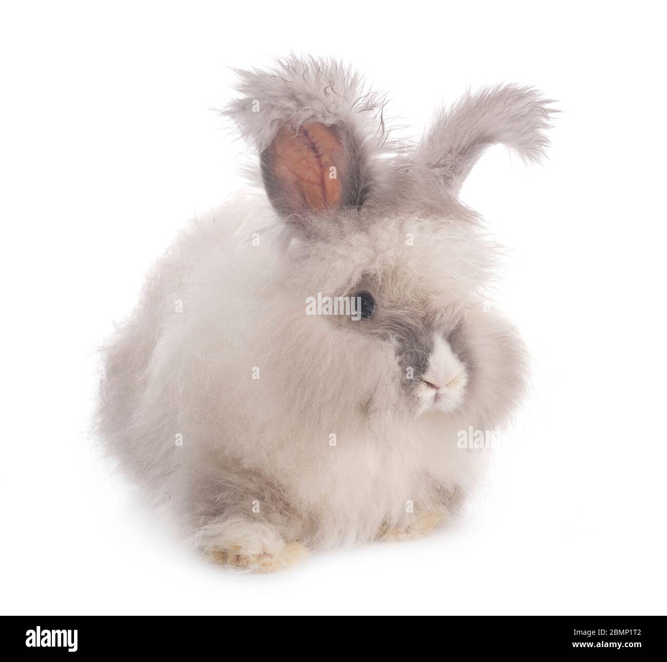 Angora vor weißem Hintergrund Stockfoto