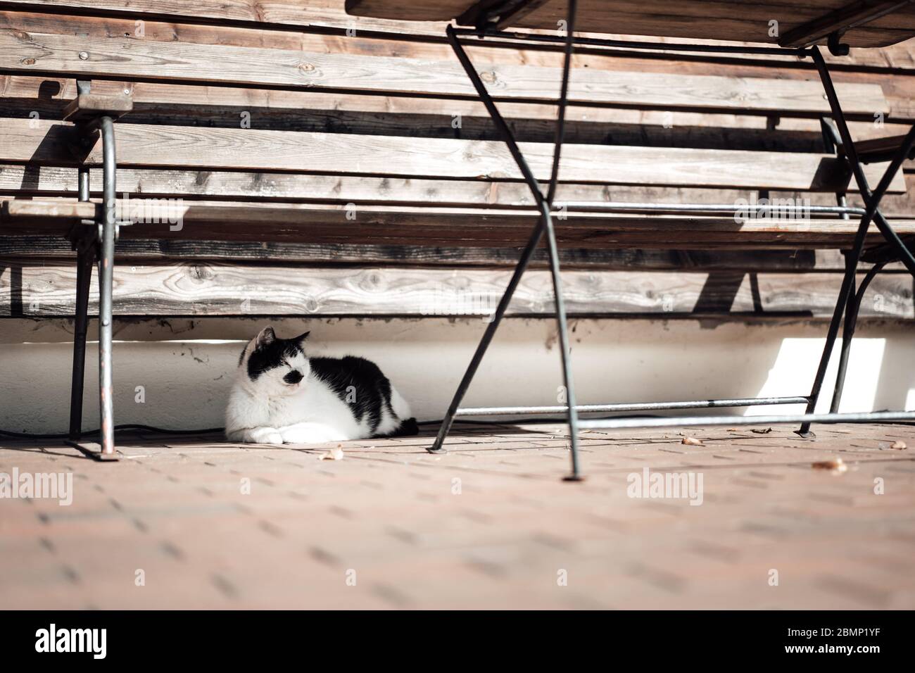 Foto einer Katze, die unter einem Straßenstuhl sitzt Stockfoto