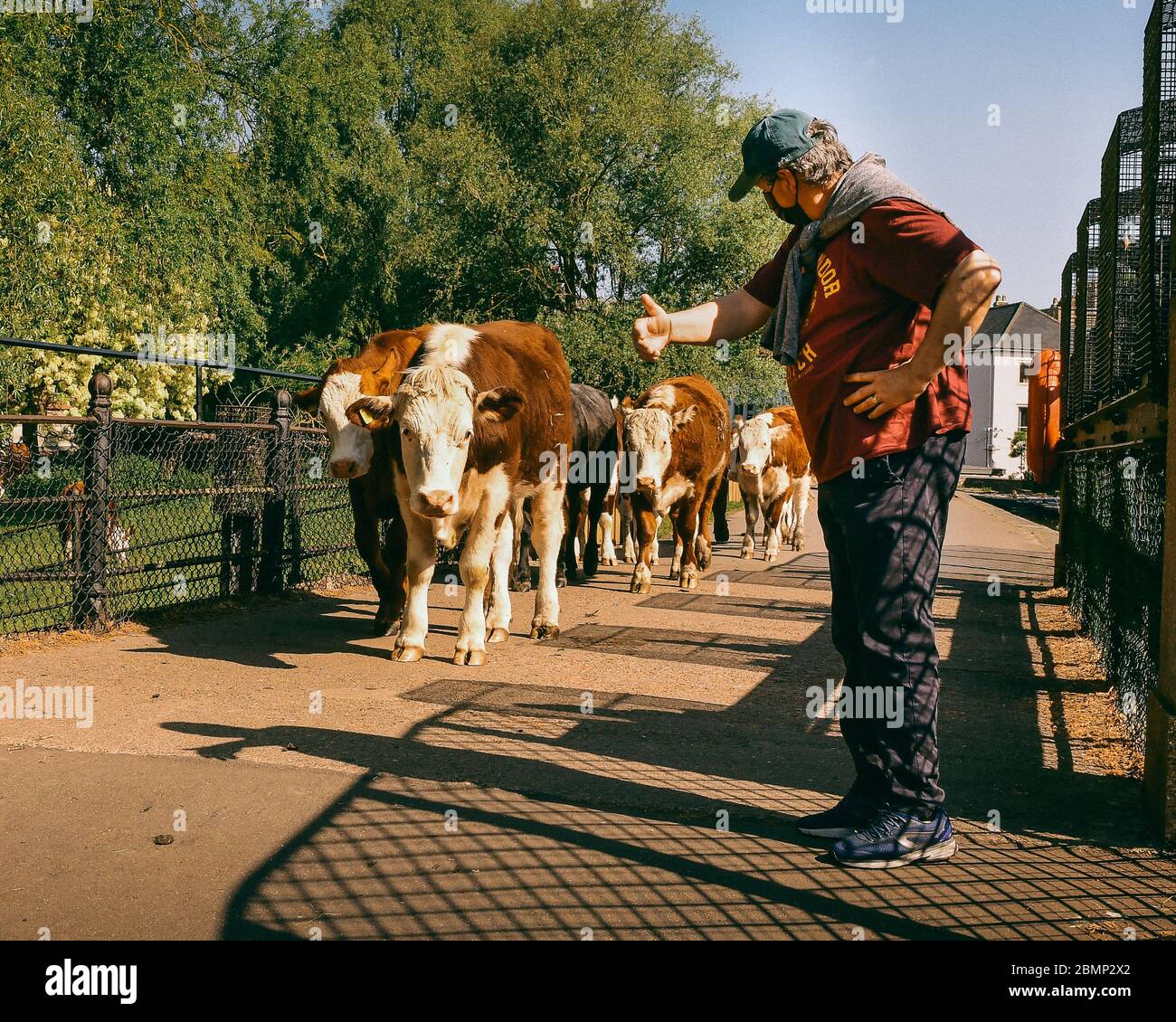Soziale Distanz und Kühe Stockfoto